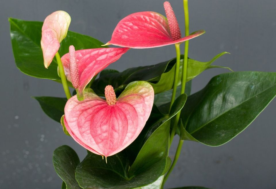 Где разместить антуриум, чтобы привлечь богатство и удачу в ваш дом?