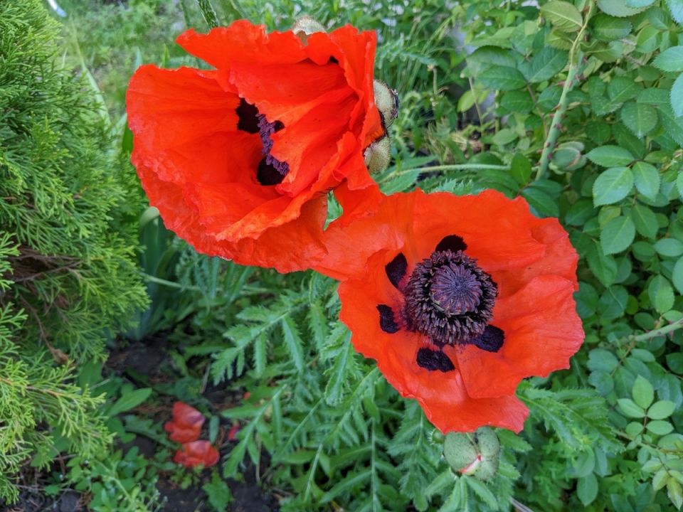 Май в саду: как справляться с непогодой и готовиться к грядущим высадкам