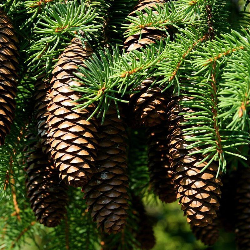 Шишки как естественный защитник: секреты мульчирования для защиты почвы и сохранения влаги