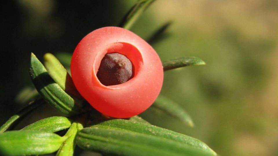 Тисса: загадочный хвойный шедевр природы с богатой историей и возможностями