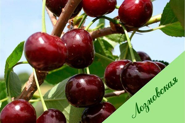 Вишня Лозновская: секреты успеха и советы по уходу для садоводов