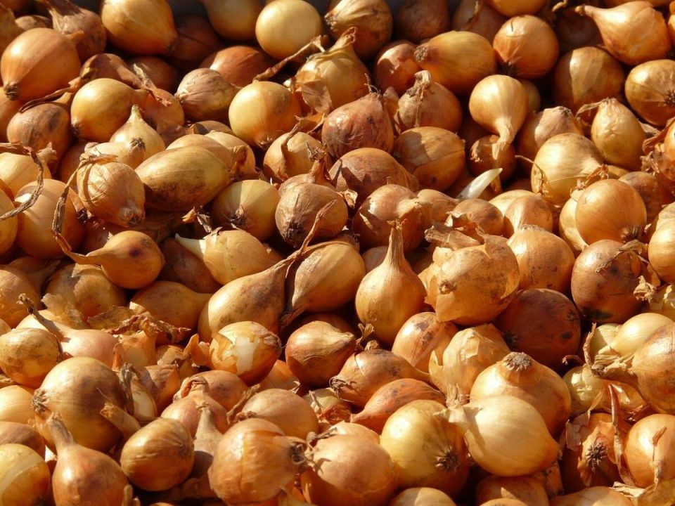 Как использовать мелкие луковицы: советы для успешного урожая
