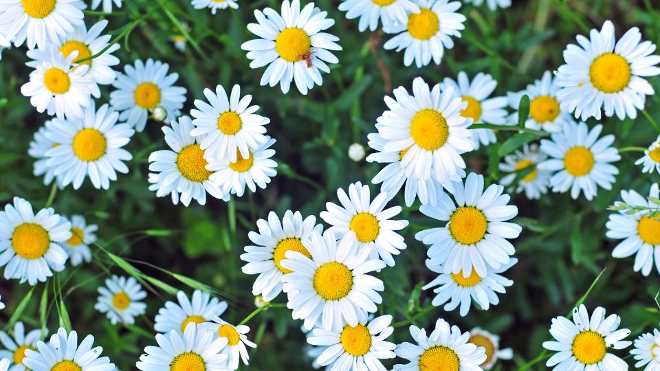 Пора налить аромат в вашу кухню: как ромашки могут изменить ваш быт