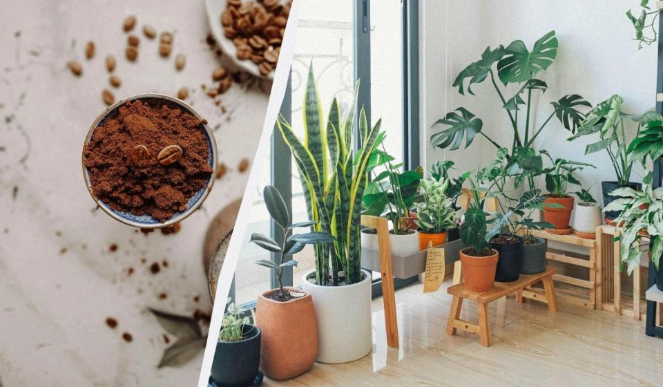 Кофейная гуща: как она может помочь вашим растениям?