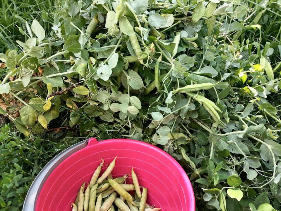 Заготовка зеленого горошка: простые хитрости для зимних запасов