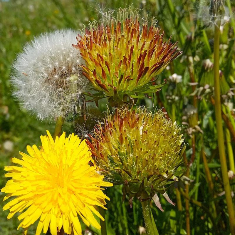Эффективные способы избавиться от одуванчиков навсегда