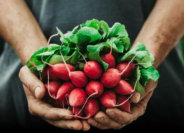 Как вырастить идеальный редис: секреты успеха для вашего сада