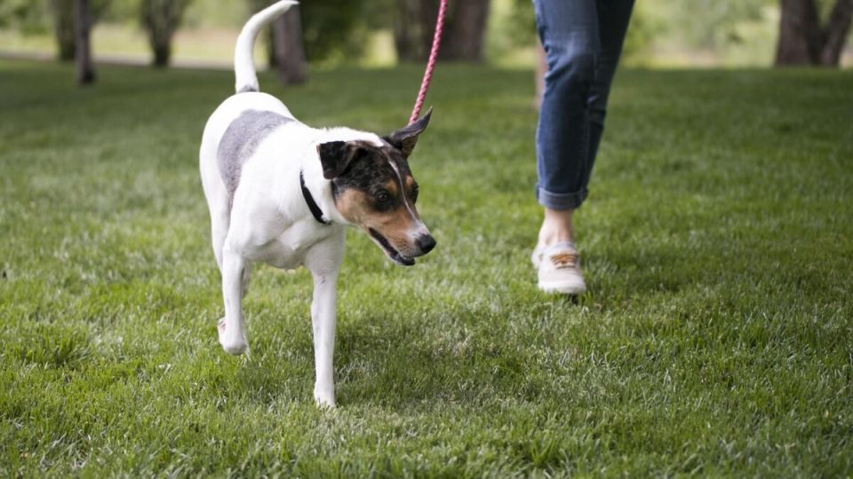 Необходимость чистоты: Как справляться с «парадоксом собачьих прогулок»