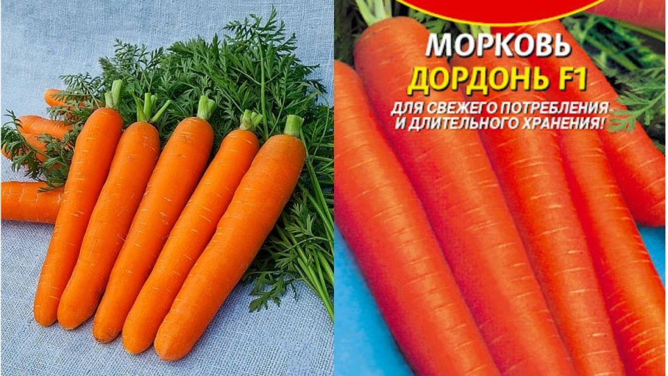 Успех моркови Дордонь F1: необычные результаты при минимальном уходе