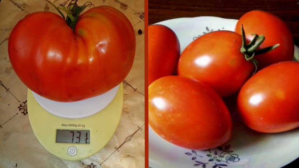 Невероятные соленые помидоры на зиму: другой взгляд на зимние закуски