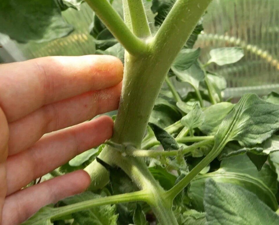 Как избежать жирования томатов и вернуть им здоровье