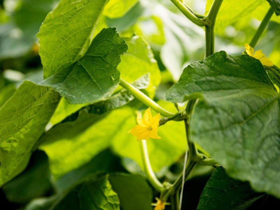 Как спасти огурцы от пожелтения: простые рецепты из молока и йода