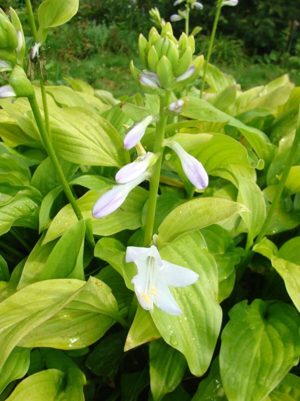 Хоста душистая: скрытые сокровища вашего сада