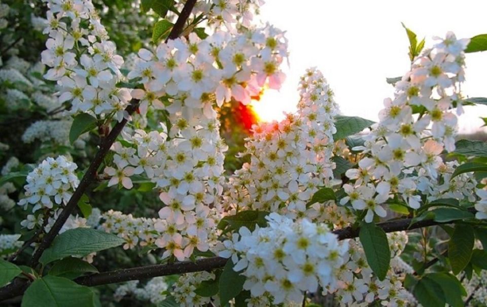 Осенний уход за черемухой: как подготовить деревья к зиме