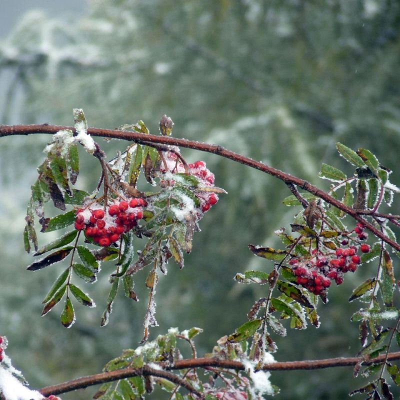 Как снег помогает растениям пережить зимние холода