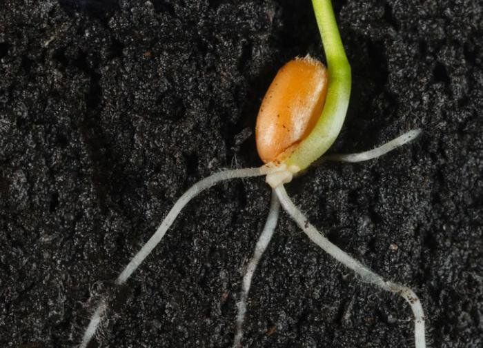 Как растения выбирают путь для роста: загадка природы