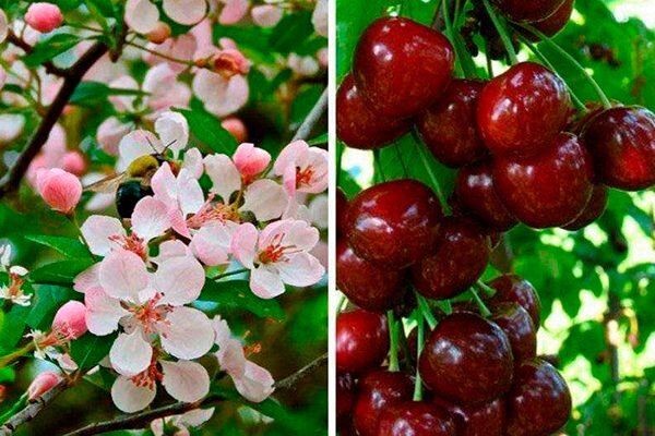 Путинка: Вишня, которая завоевывает сердца садоводов