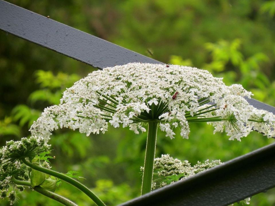 Земляная груша: неожиданные подводные камни популярного овоща