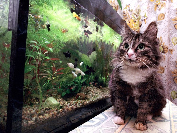 В Госдуме предложили новые правила для разведения домашних животных