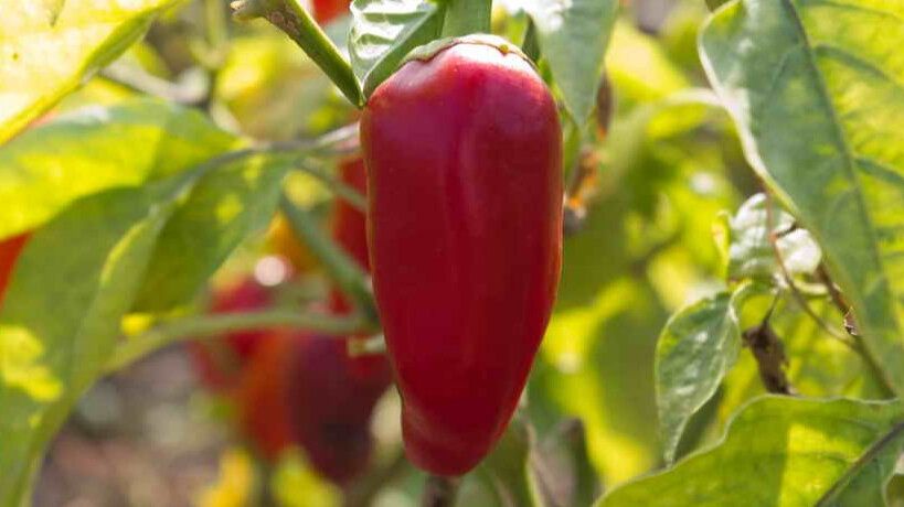 Секреты успешного роста перцев