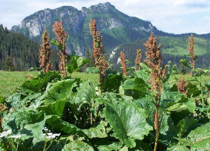 Эффективные методы борьбы с конским щавелем