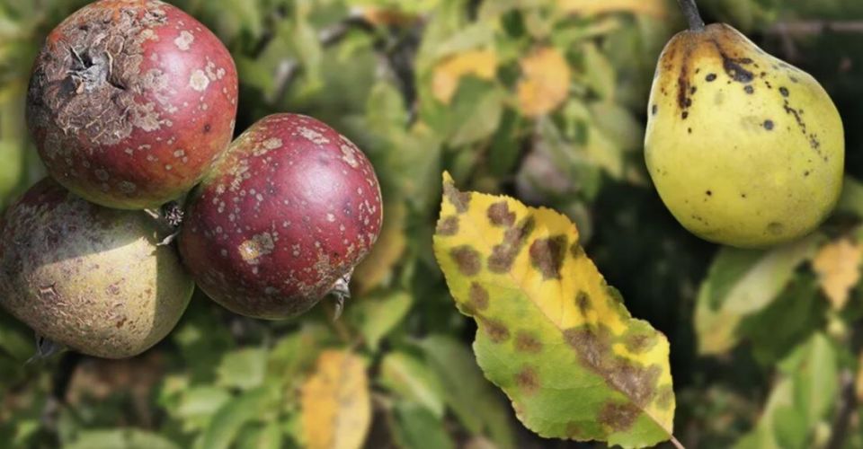 Способы защиты яблонь и груш от парши: экологичный подход