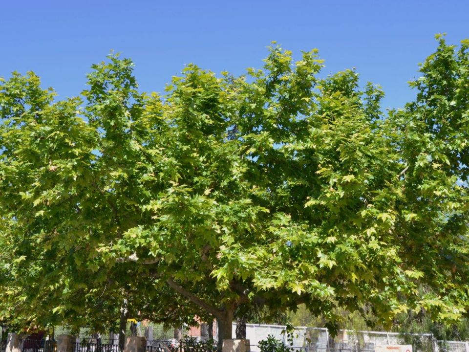 Как выбрать правильное место для посадки деревьев: безопасные советы