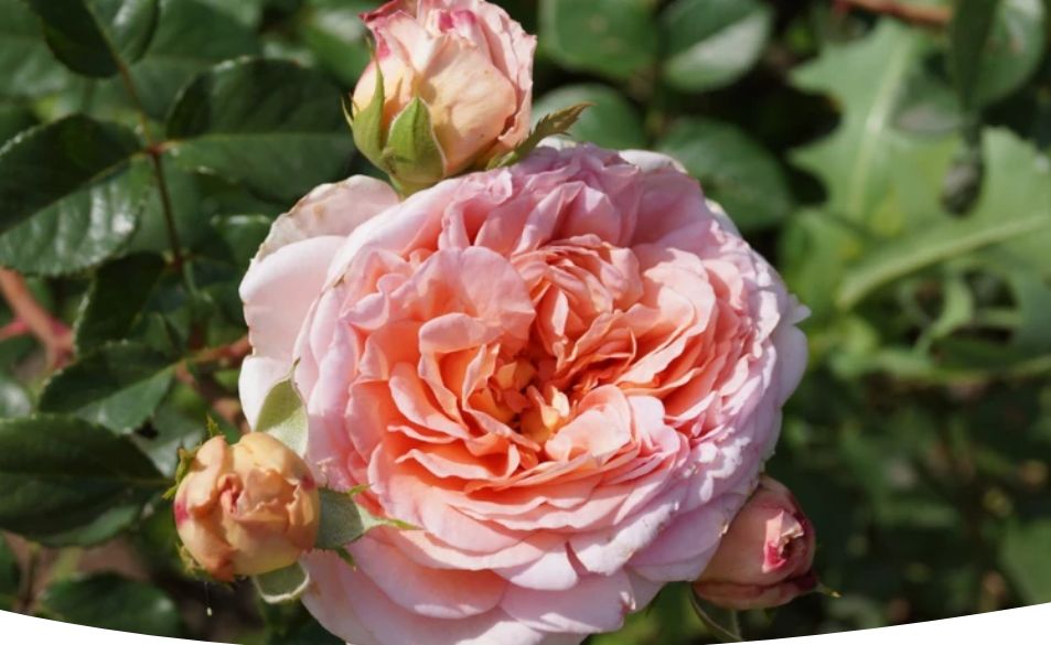 Английские розы Дэвида Остина: Искусство выращивания и выбора сортов