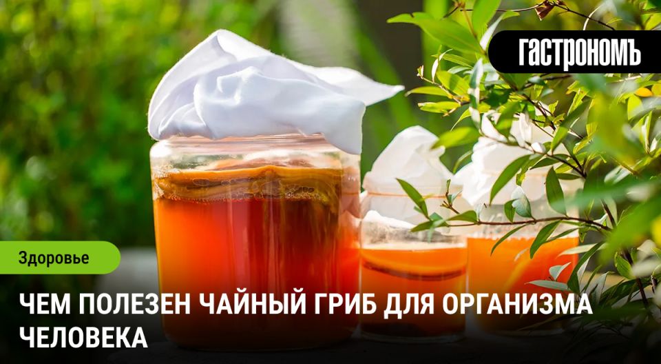 Откройте для себя удивительные свойства чайного гриба: от древности до современности