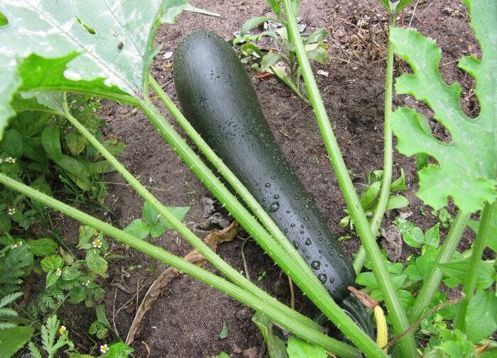 Почему ваши кабачки могут гнить: причины и решения