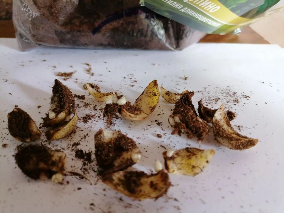 Эксперимент с лилиями: размножение чешуйками и неожиданные результаты