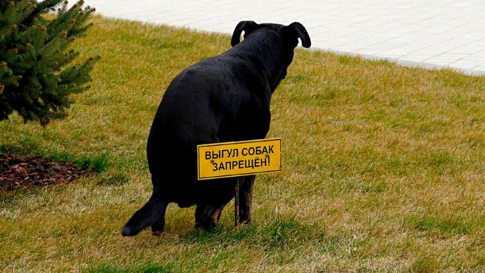 Как защитить свой двор от соседских питомцев: законные шаги для жильцов