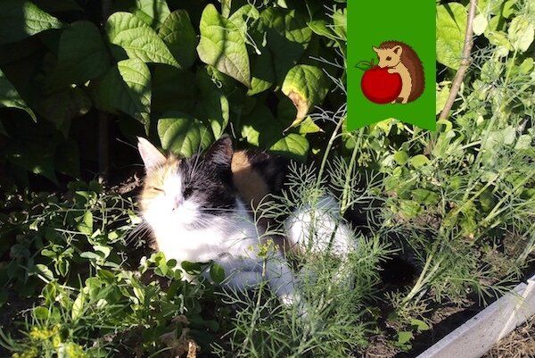 Как защитить грядки от шалостей кошек: эффективные методы