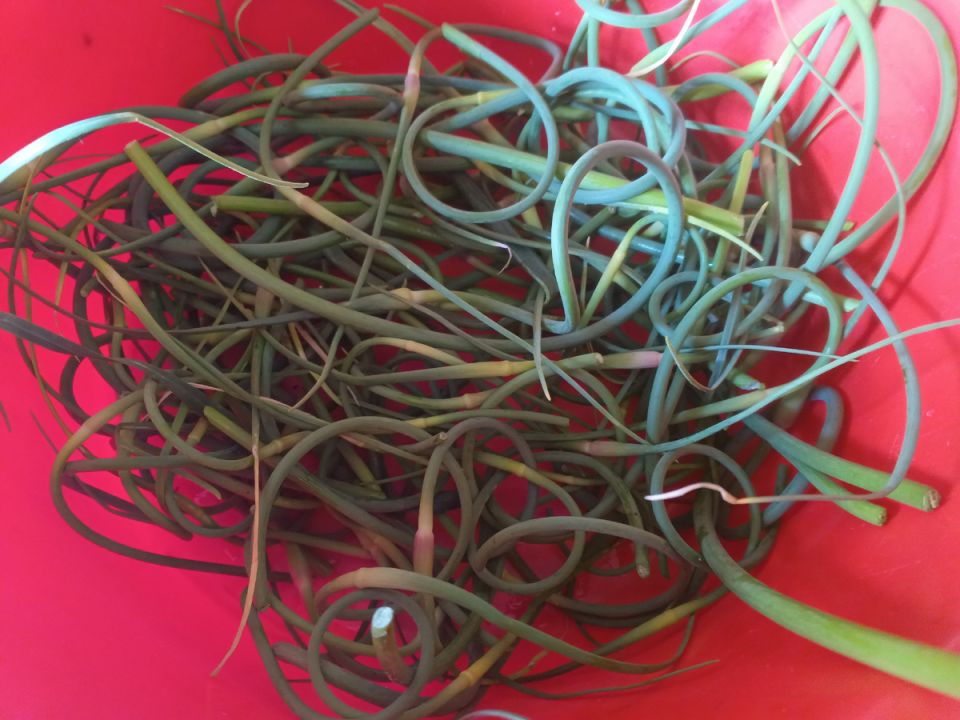 Чесночные стрелки: от лоскутков до кулинарного направления