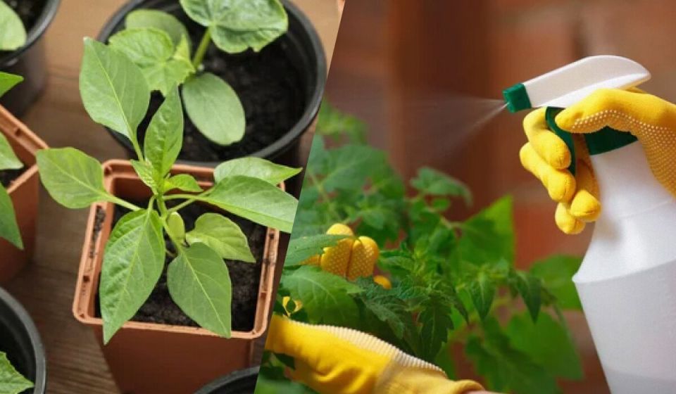 Как защитить рассаду от вредителей и болезней: эффективные методы