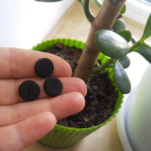 Активированный уголь: секрет здоровья комнатных растений