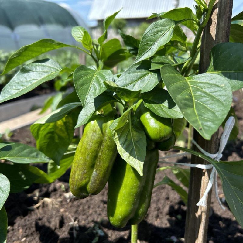 Как выбрать устойчивые сорта болгарского перца для успешного урожая: секреты садоводов