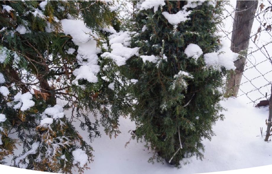 Декабрьские лунные циклы: советы для садоводов на неделю