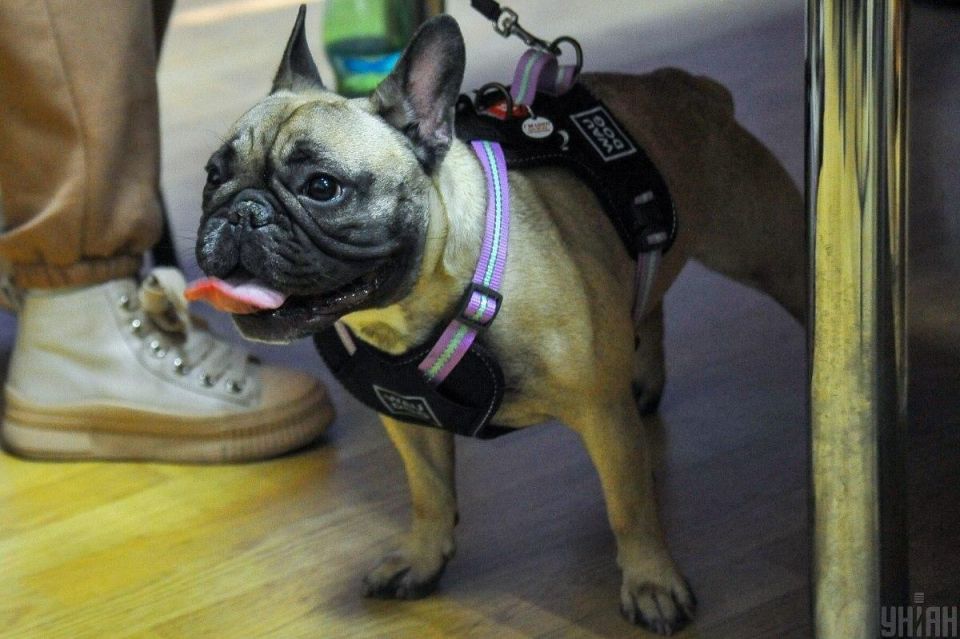 Неожиданные факты о собачьем интеллекте: меньше ли размер мозга — больше ли ум?