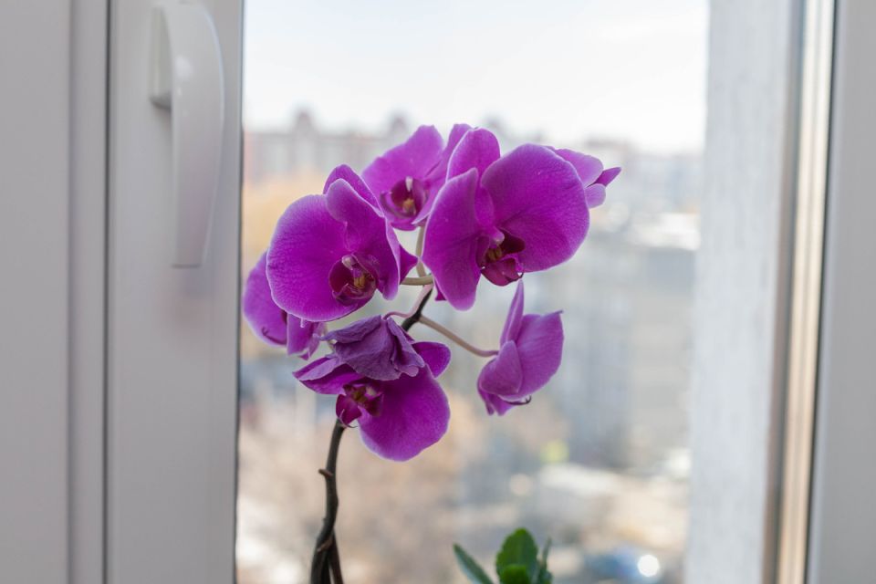 Как заставить орхидеи цвести: два главных секрета