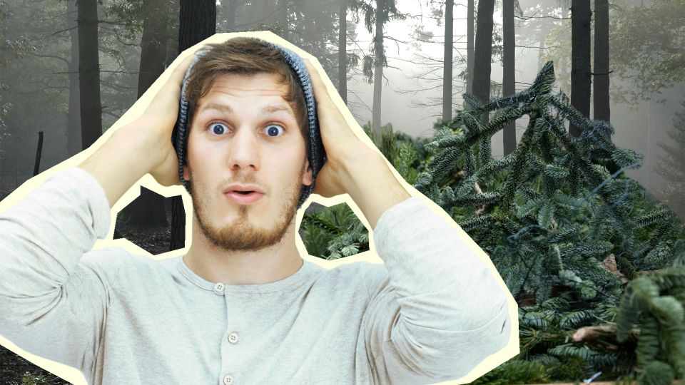 За еловый лапник дачникам грозит немаленький штраф: вот какие ветки нельзя заготавливать