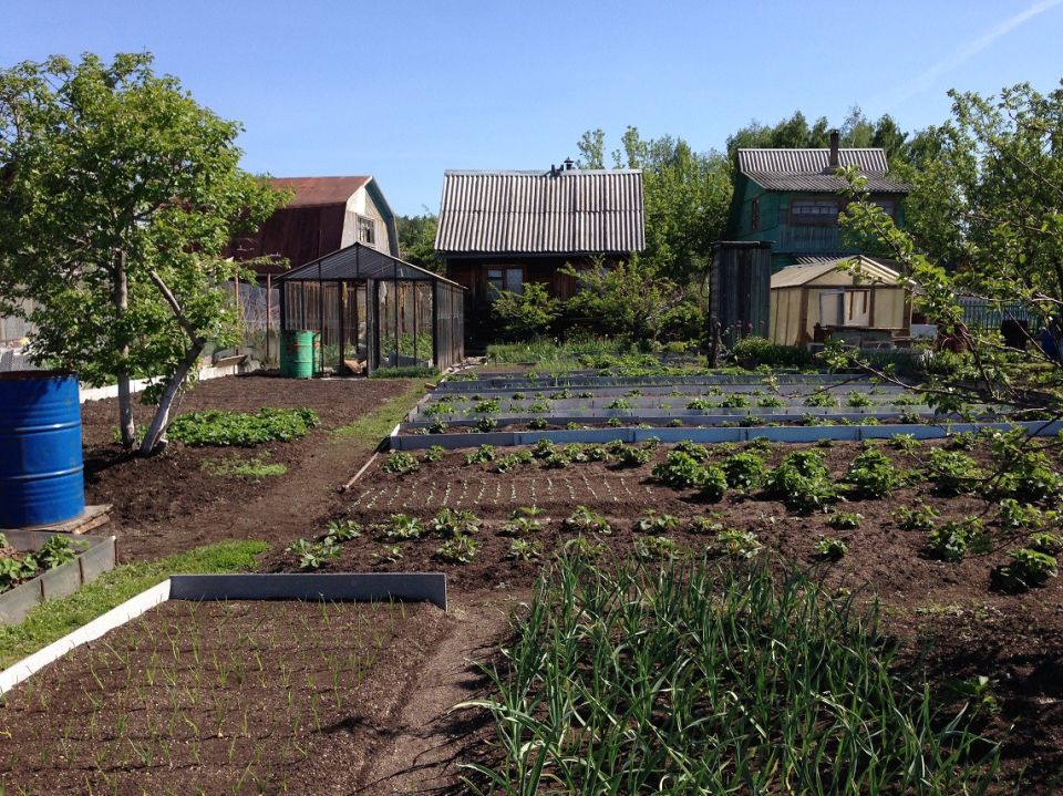 Новые нормы для владельцев участков: как избежать штрафов за заброшенные земли