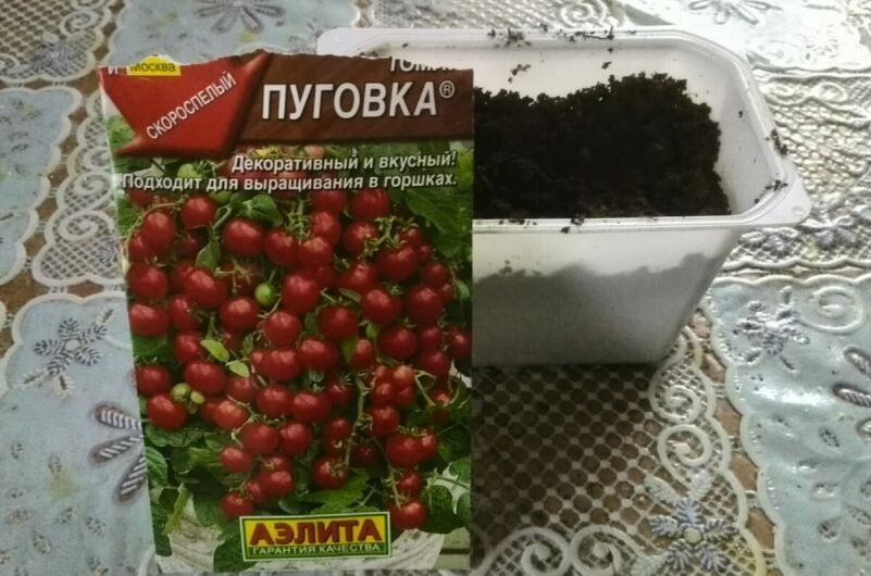 Топ-5 ошибок при выращивании томатов в горшках зимой