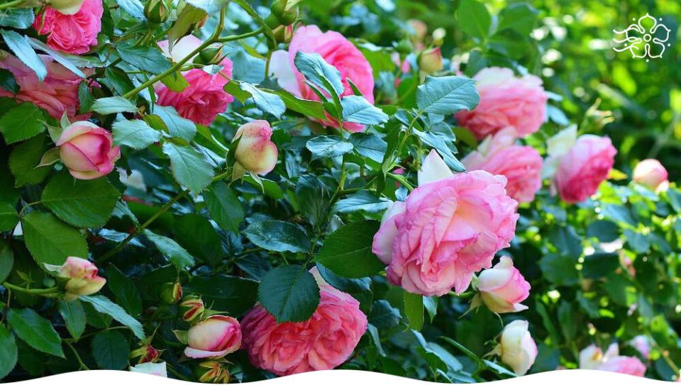 Розы: разнообразие видов и секреты оформления великолепного цветника