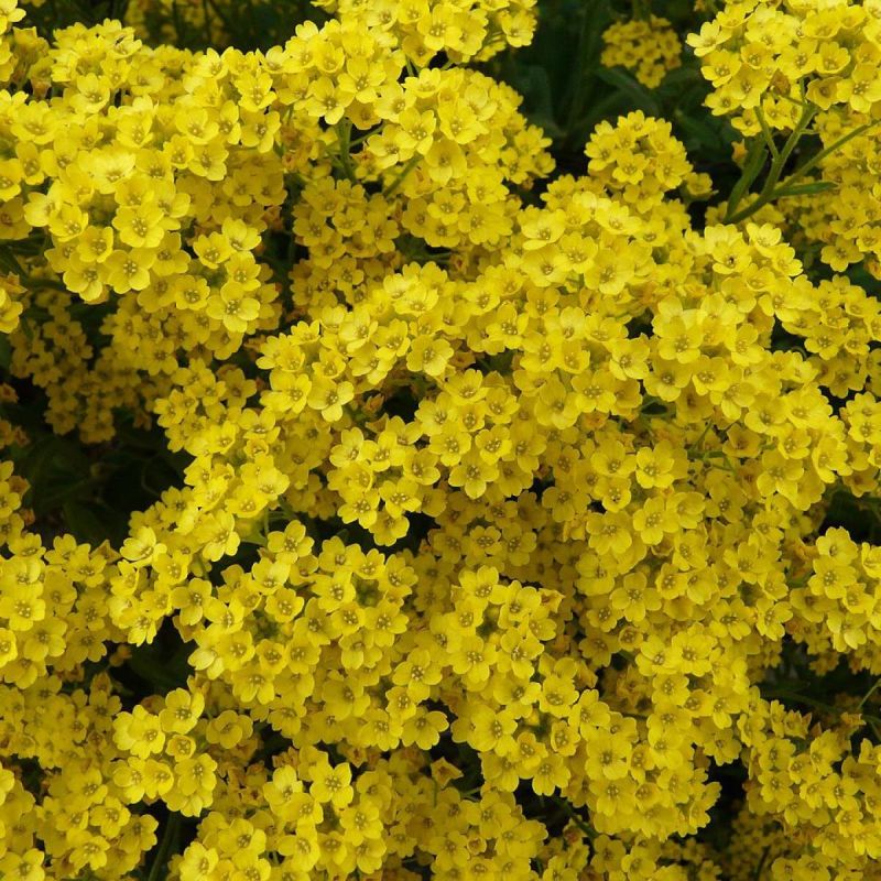 Алиссум: ваше секретное оружие для цветущего сада с мая по октябрь