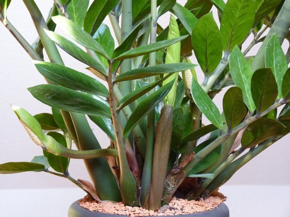 Секреты быстрого роста замиокулькаса