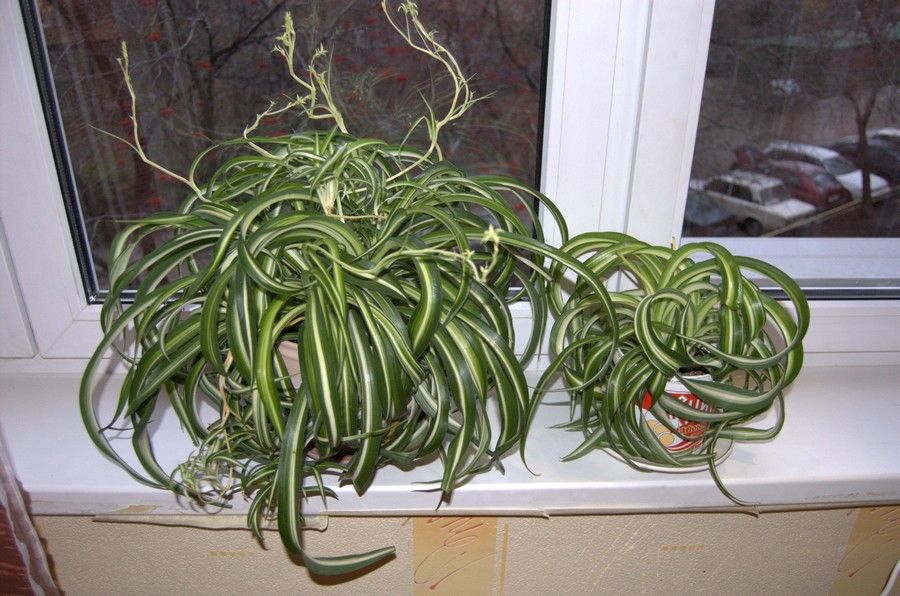 Как заставить комнатные растения цвести зимой: 7 эффективных методов