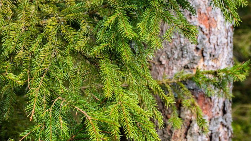Присмотритесь к хвойным деревьям: этот симптом кричит об их скорой гибели