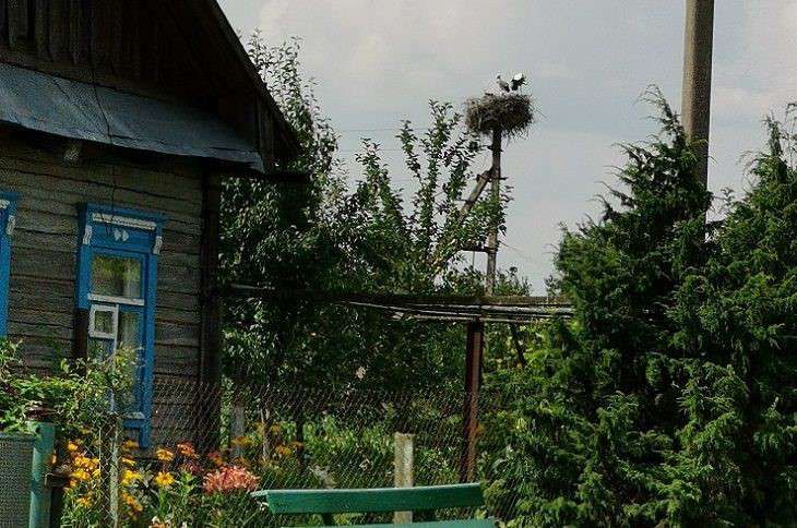 Как избавить дачный дом от черной плесени: лайфхак