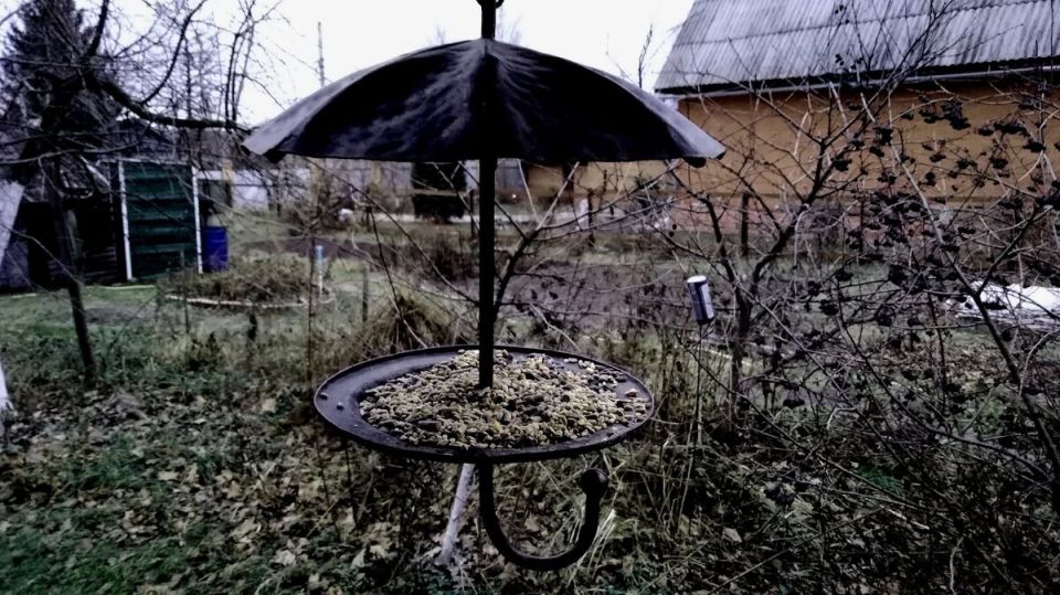 Зачем подкармливать птиц зимой: реальные риски и лучшие идеи для кормушек